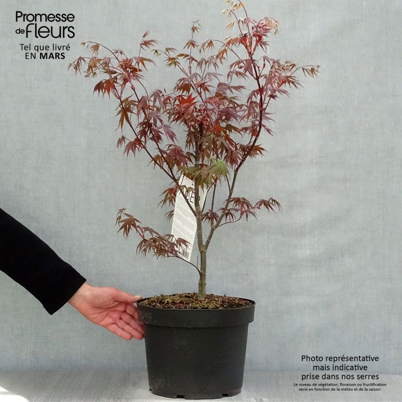 Amostra de Ácer-do-japão Bloodgood - Acer palmatum Vaso de 7,5 L/10 L tal como entregue na primavera