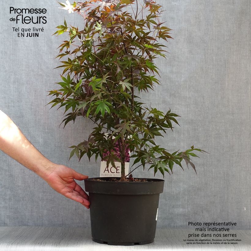 Amostra de Ácer-do-japão Bloodgood - Acer palmatum Vaso de 7,5 L/10 L tal como entregue no verão