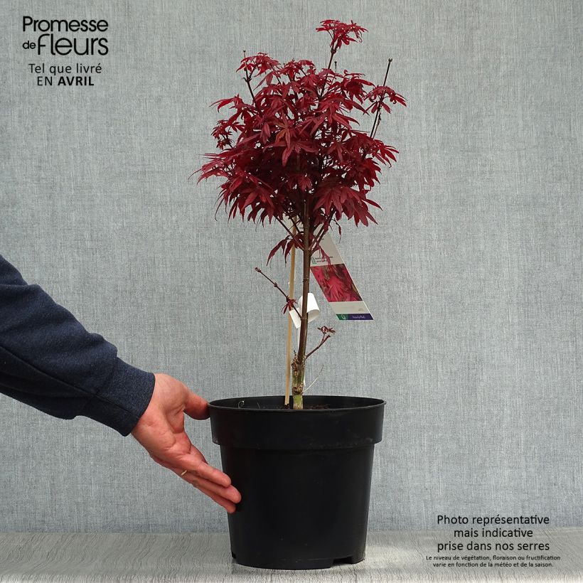 Amostra de Ácer-do-japão Brandts Dwarf - Acer palmatum Vaso de 4 L/5 L tal como entregue na primavera