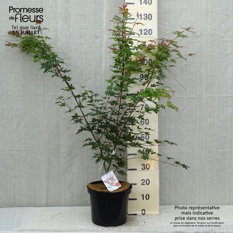 Amostra de Ácer-do-japão Brown Sugar - Acer palmatum Vaso de 7,5 L/10 L tal como entregue no verão