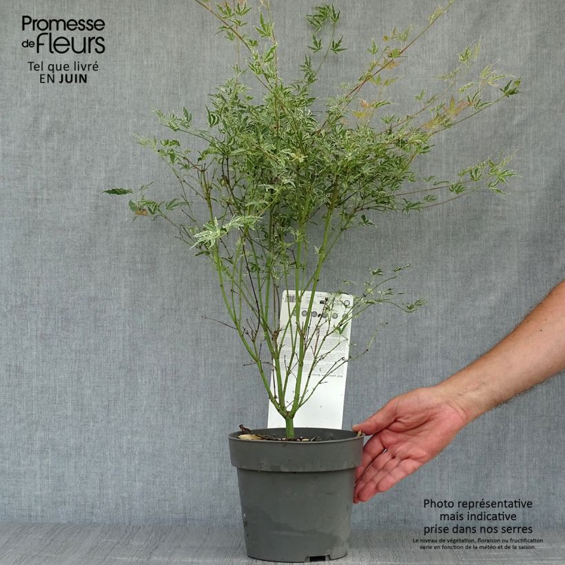 Amostra de Ácer-do-japão Butterfly - Acer palmatum Vaso de 2 L/3 L tal como entregue no verão