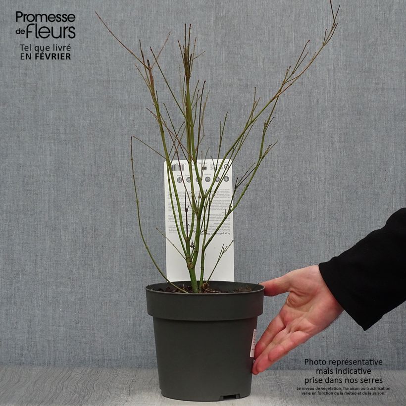 Amostra de Érable du Japon - Acer palmatum Butterfly Vaso de 2 L/3 L tal como entregue no inverno