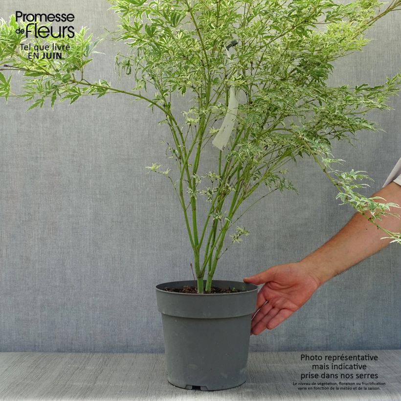Amostra de Ácer-do-japão Butterfly - Acer palmatum Vaso de 4 L/5 L tal como entregue no verão