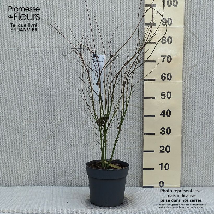 Amostra de Érable du Japon - Acer palmatum Butterfly Vaso de 4 L/5 L tal como entregue no inverno