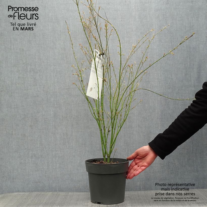 Amostra de Ácer-do-japão Butterfly - Acer palmatum Vaso de 4 L/5 L tal como entregue na primavera