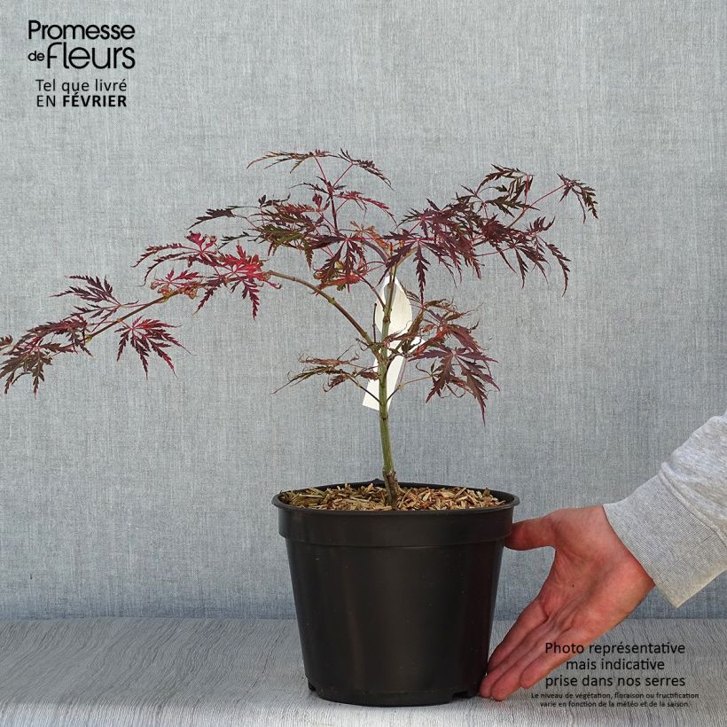 Amostra de Ácer-do-japão Crimson Queen - Acer palmatum var. dissectum Vaso de 2 L/3 L tal como entregue no outono