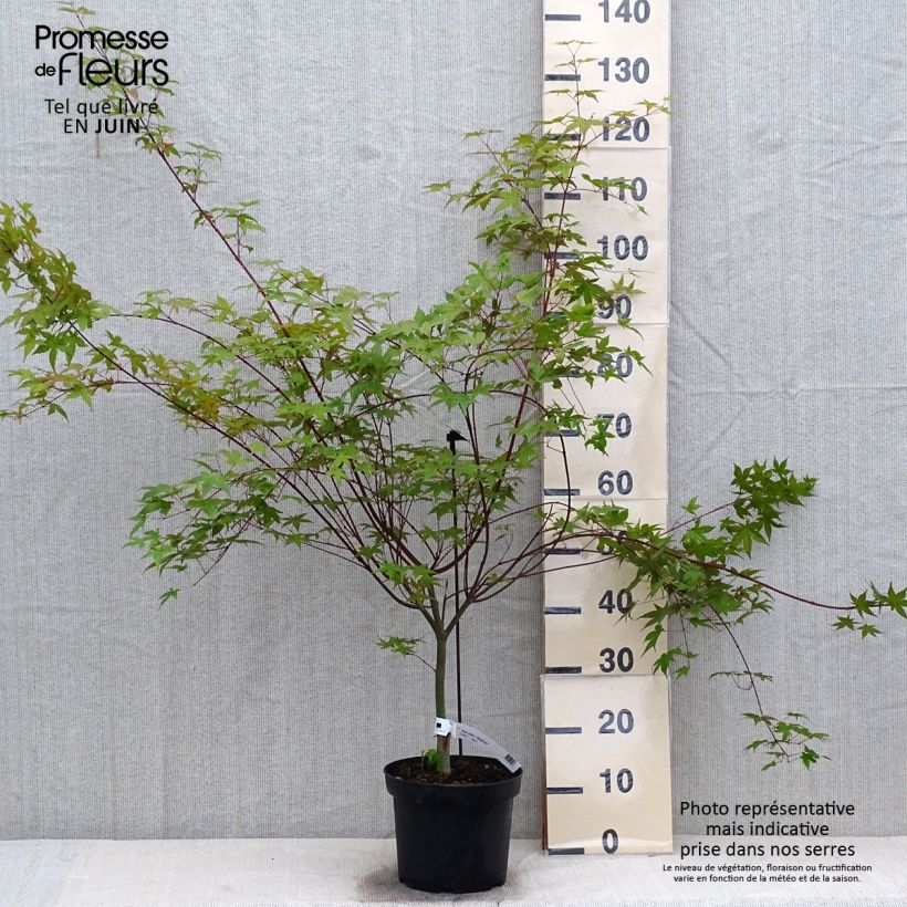 Amostra de Ácer-do-japão Deshojo - Acer palmatum Vaso de 4 L/5 L tal como entregue no verão