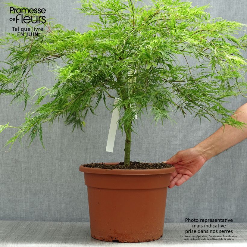 Amostra de Bordo japonês Dissectum - Acer palmatum Vaso de 7,5 L/10 L tal como entregue no verão