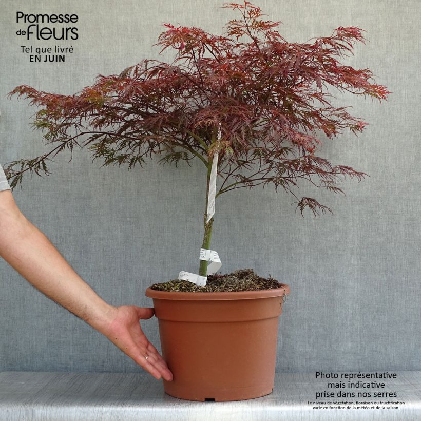 Amostra de Ácer-do-japão Dissectum Garnet - Acer palmatum Vaso de 6 L/7 L tal como entregue no verão