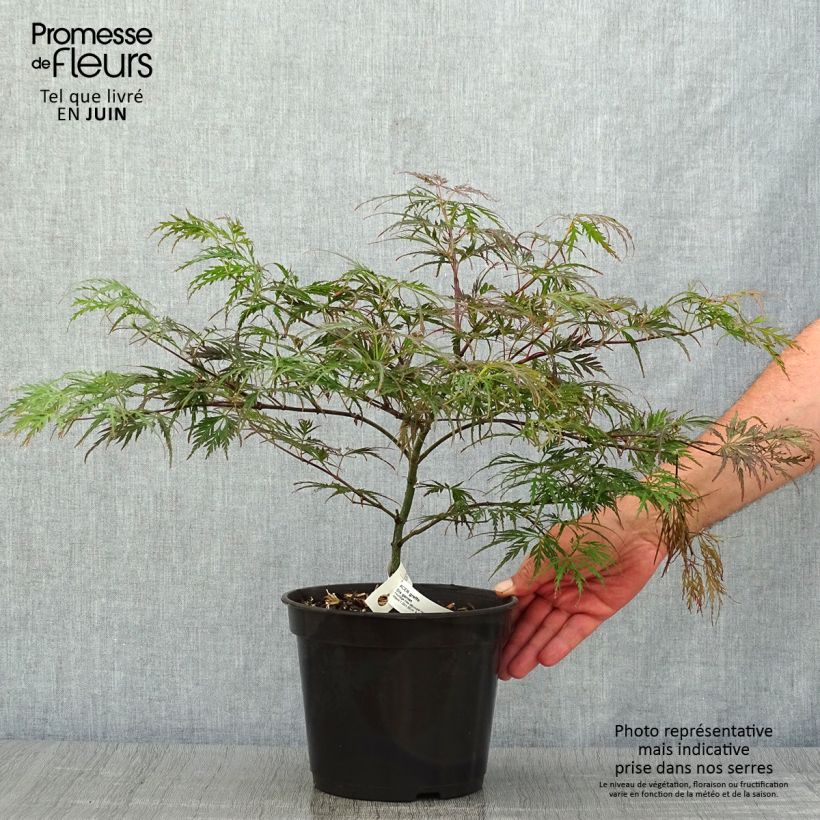 Amostra de Ácer-do-japão Dissectum Garnet - Acer palmatum Vaso de 3 L/4 L tal como entregue no verão