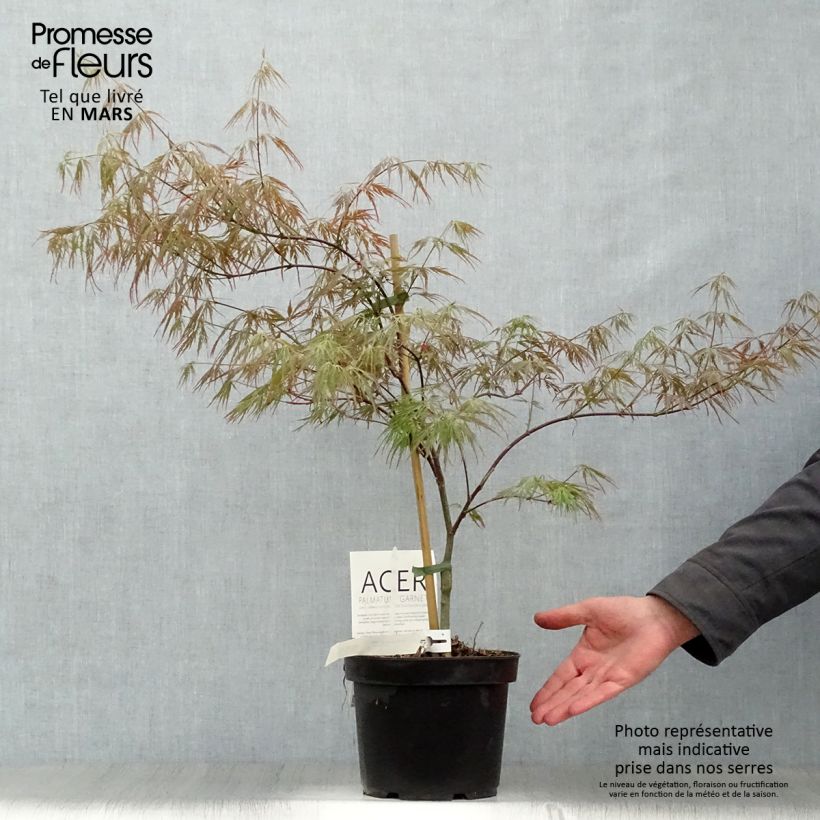 Amostra de Ácer-do-japão Dissectum Garnet - Acer palmatum Vaso de 3 L/4 L tal como entregue na primavera