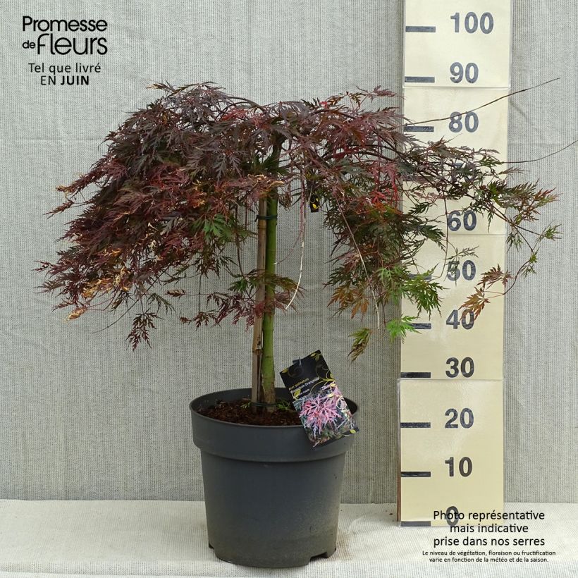 Amostra de Erable du Japon - Acer palmatum Dissectum Orangeola Vaso de 7,5 L/10 L tal como entregue na primavera