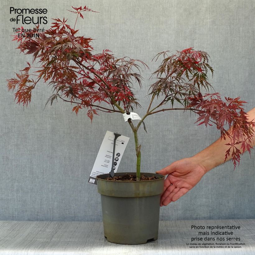 Amostra de Ácer-do-japão Dissectum Tamukeyama - Acer palmatum Vaso de 4 L/5 L tal como entregue no verão