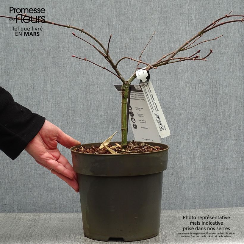 Amostra de Ácer-do-japão Dissectum Tamukeyama - Acer palmatum Vaso de 4 L/5 L tal como entregue na primavera