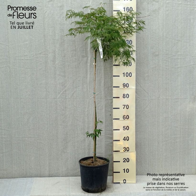 Amostra de Ácer-do-japão Dissectum Viridis - Acer palmatum Vaso de 12 L/15 L, Haste tal como entregue no verão
