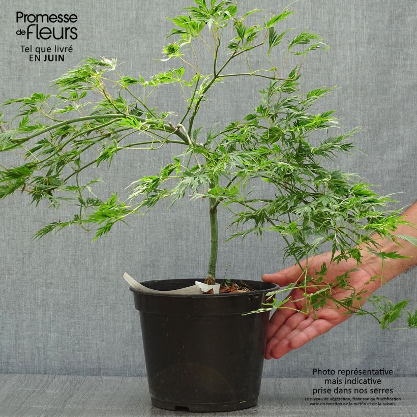 Amostra de Bordo japonês Dissectum - Acer palmatum Vaso de 3 L/4 L tal como entregue no verão
