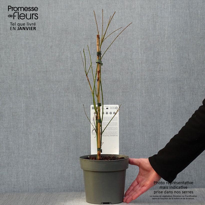 Amostra de Érable du Japon - Acer palmatum Emerald Lace Vaso de 7,5 L/10 L tal como entregue no inverno