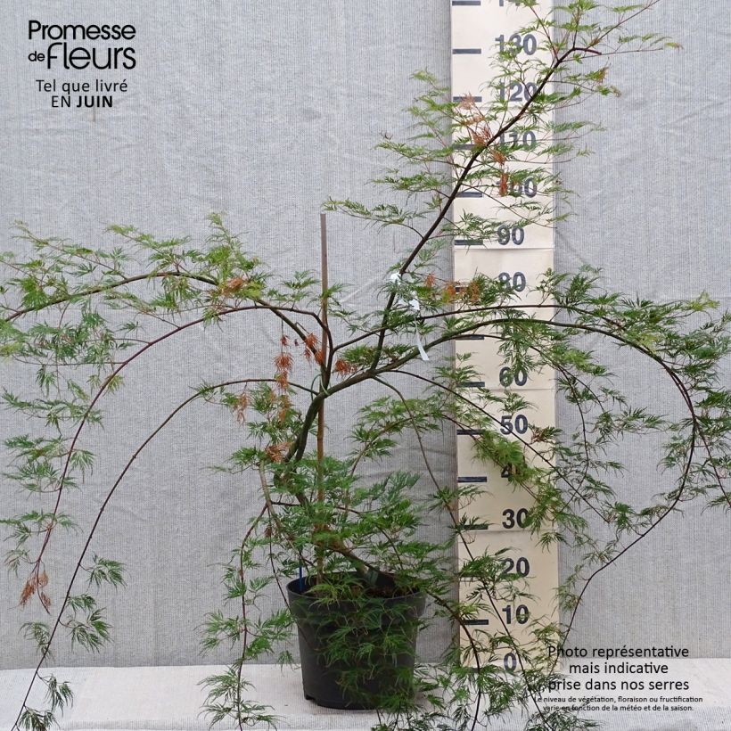 Amostra de Ácer-do-japão Emerald Lace - Acer palmatum var. dissectum Vaso de 7,5 L/10 L tal como entregue no verão
