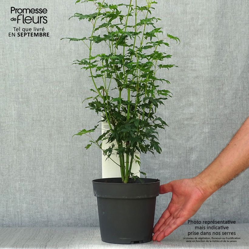 Amostra de Ácer-do-japão Going Green® - Acer palmatum Vaso de 3 L/4 L tal como entregue no outono