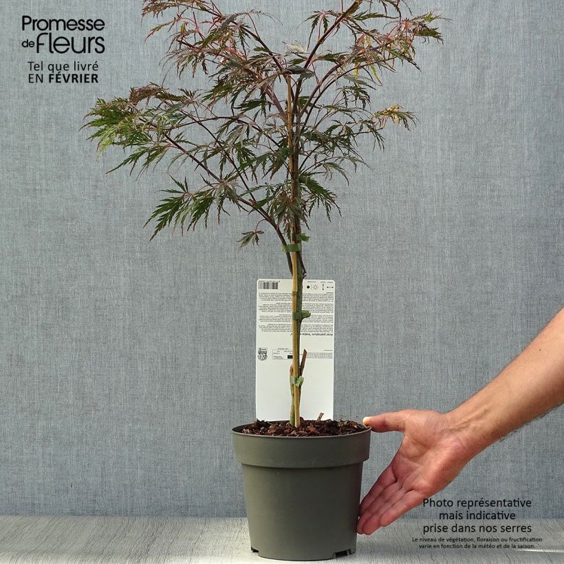 Amostra de Ácer-do-japão Dissectum Inaba-Shidare - Acer palmatum Vaso de 3 L/4 L tal como entregue no outono