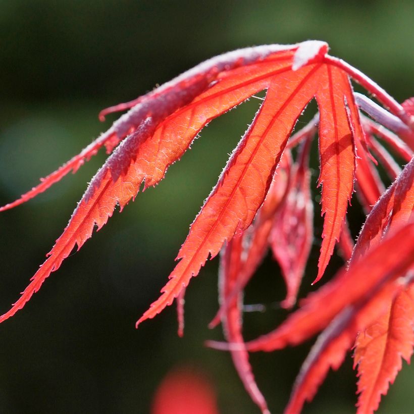 Ácer-do-japão Dissectum Inaba-Shidare - Acer palmatum (Folhagem)