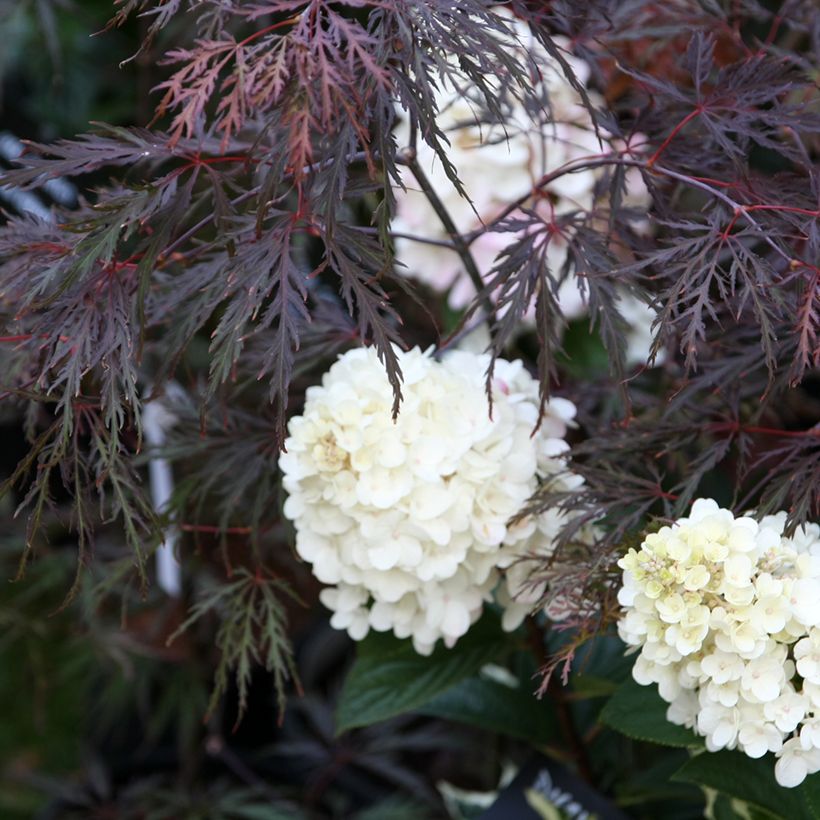 Ácer-do-japão Dissectum Inaba-Shidare - Acer palmatum (Hábito)