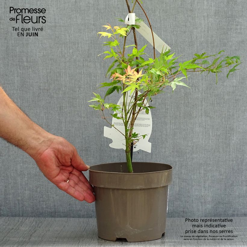 Amostra de Ácer-do-japão Katsura - Acer palmatum Taça de 7,5 L/10 L tal como entregue no verão