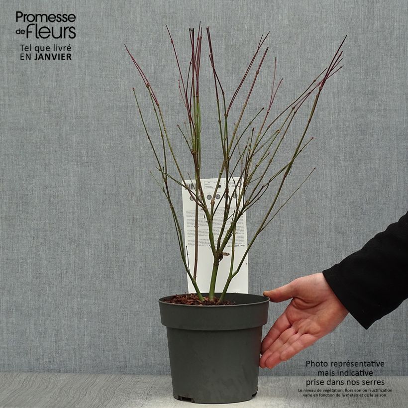 Amostra de Érable du Japon - Acer palmatum Little Princess Vaso de 2 L/3 L tal como entregue no inverno