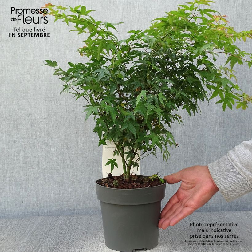 Amostra de Ácer-do-japão Little Princess - Acer palmatum Vaso de 2 L/3 L tal como entregue no outono