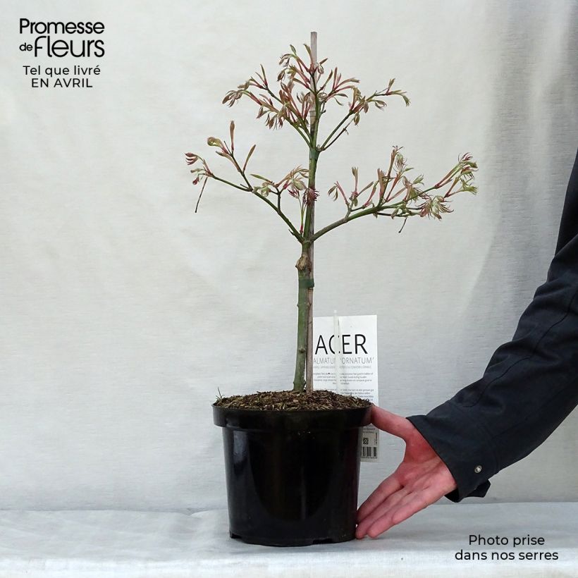 Amostra de Ácer-do-japão Dissectum Ornatum - Acer palmatum Vaso de 4 L/5 L tal como entregue na primavera