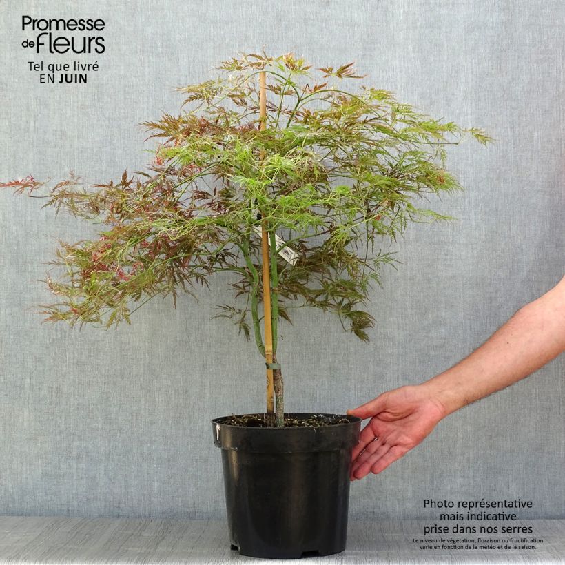 Amostra de Ácer-do-japão Dissectum Ornatum - Acer palmatum Vaso de 7,5 L/10 L tal como entregue no verão