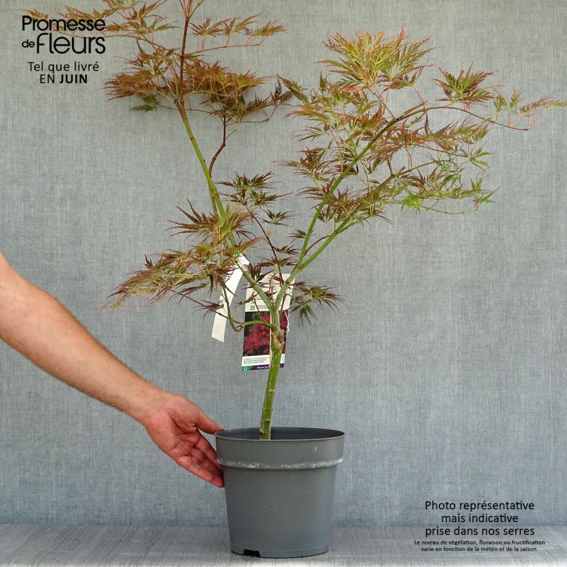 Amostra de Ácer-do-japão Dissectum Ornatum - Acer palmatum Vaso de 4 L/5 L tal como entregue no verão
