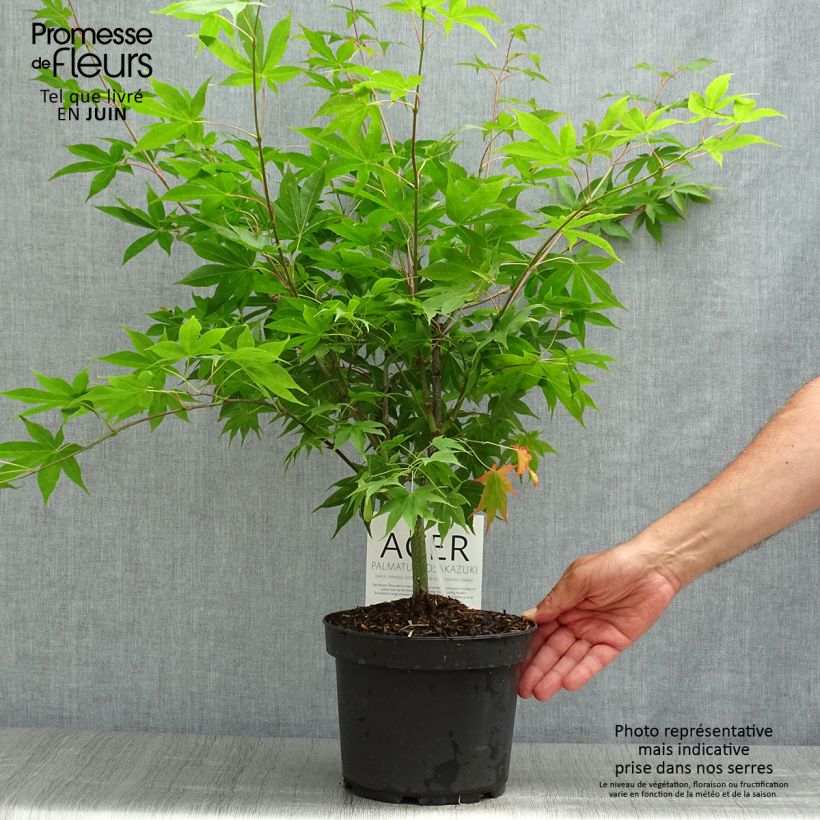Amostra de Ácer-do-japão Osakazuki - Acer palmatum Vaso de 3 L/4 L tal como entregue no verão