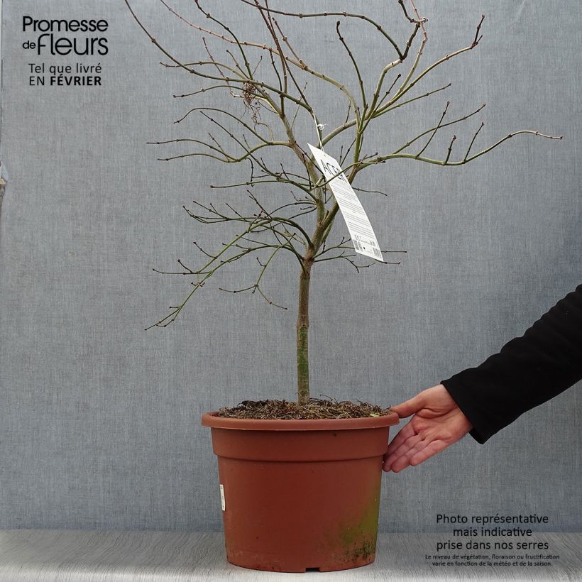 Amostra de Ácer-do-japão Osakazuki - Acer palmatum Vaso de 3 L/4 L tal como entregue no inverno