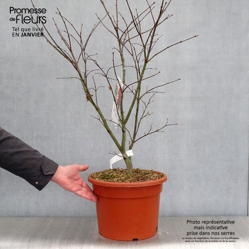 Amostra de Ácer-do-japão Osakazuki - Acer palmatum Vaso de 7,5 L/10 L tal como entregue no inverno