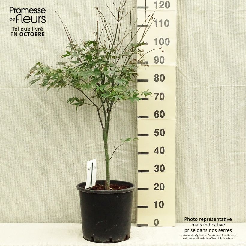 Amostra de Ácer-do-japão Osakazuki - Acer palmatum Vaso de 7,5 L/10 L tal como entregue no outono