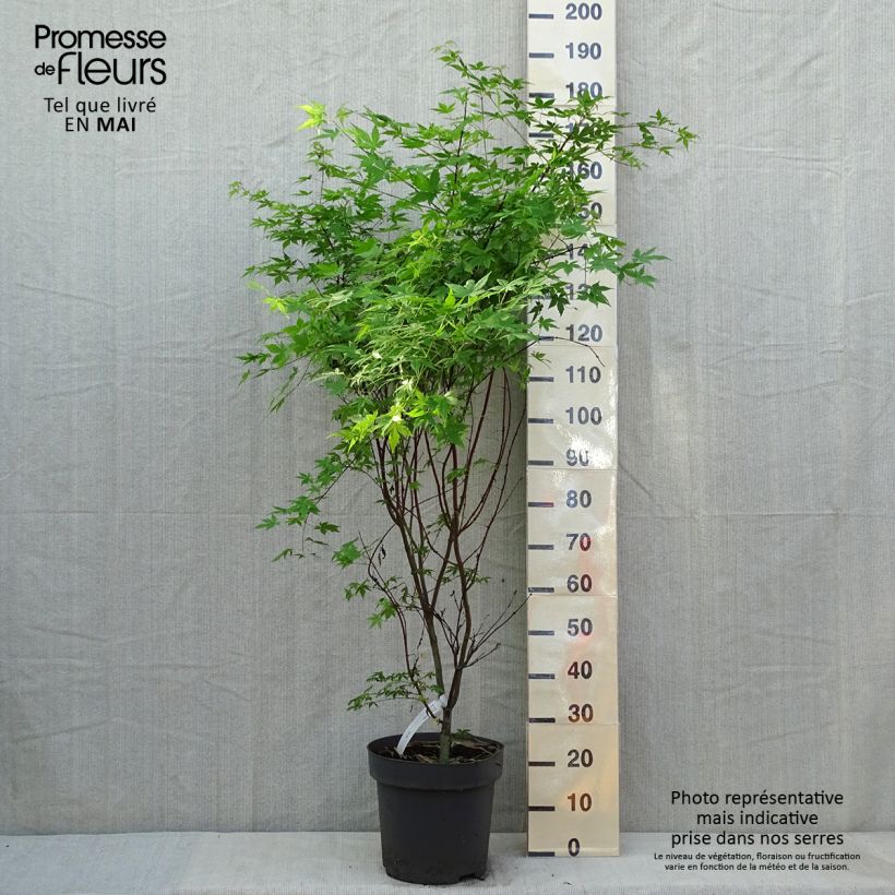 Amostra de Ácer-do-japão Osakazuki - Acer palmatum Vaso de 7,5 L/10 L tal como entregue na primavera