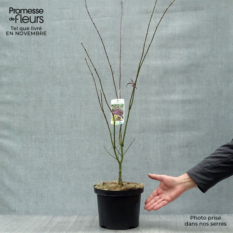 Amostra de Ácer-do-japão Red Pygmy - Acer palmatum Vaso de 3 L/4 L tal como entregue no outono