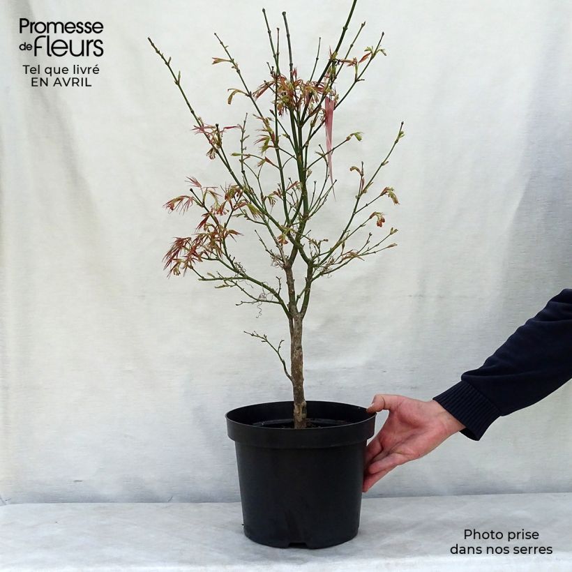 Amostra de Ácer-do-japão Red Pygmy - Acer palmatum Vaso de 3 L/4 L tal como entregue na primavera