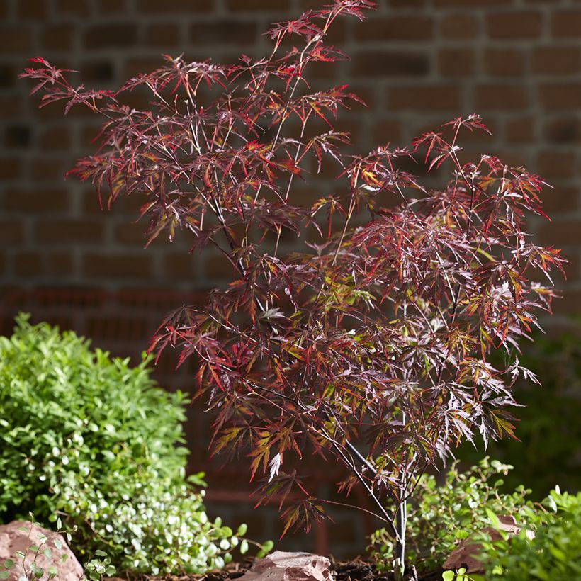 Ácer-do-japão Royal Garnet - Acer palmatum (Hábito)