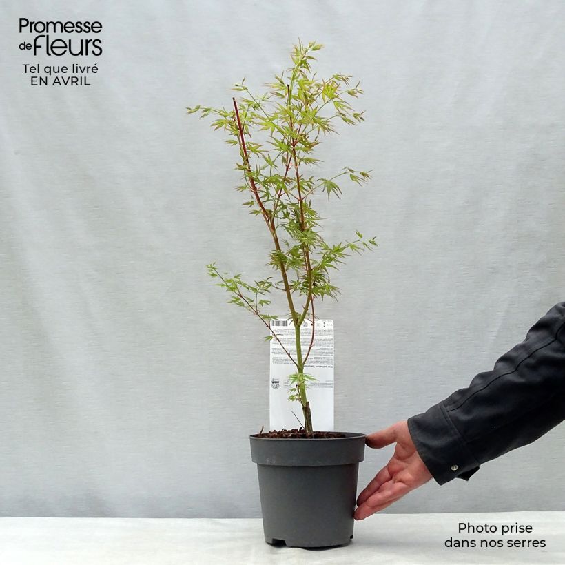 Amostra de Ácer-do-japão Sangokaku - Acer palmatum Vaso de 2 L/3 L tal como entregue na primavera