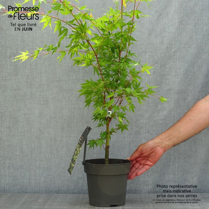 Amostra de Ácer-do-japão Sangokaku - Acer palmatum Vaso de 2 L/3 L tal como entregue no verão