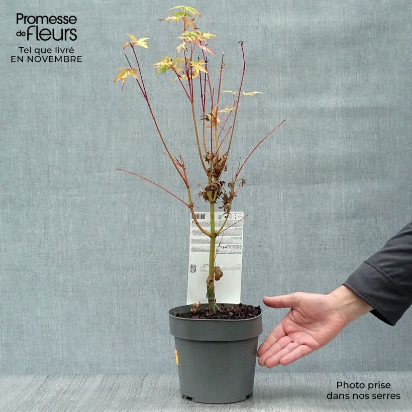 Amostra de Ácer-do-japão Sangokaku - Acer palmatum Vaso de 2 L/3 L tal como entregue no outono