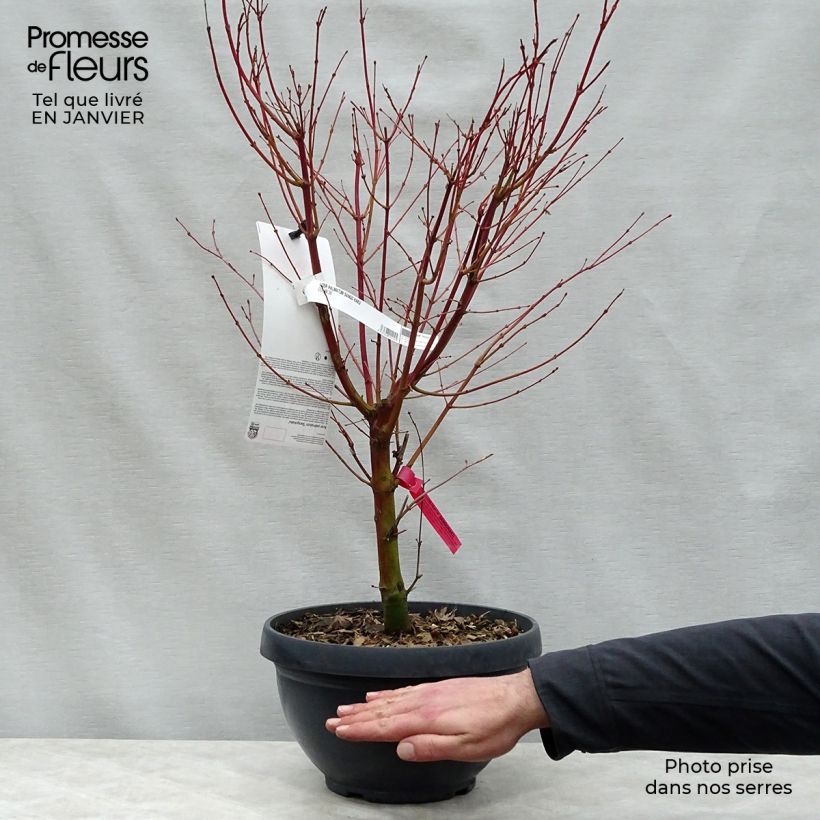 Amostra de Ácer-do-japão Sangokaku - Acer palmatum Vaso de 6 L/7 L tal como entregue no inverno