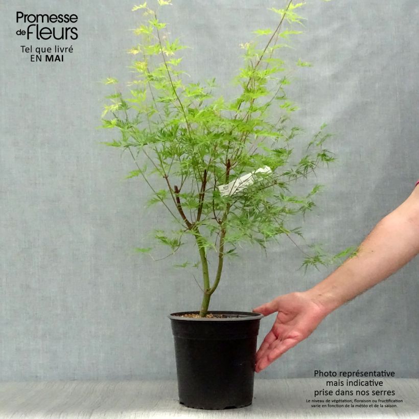 Amostra de Ácer-do-japão Seiryu - Acer palmatum Vaso de 3 L/4 L tal como entregue na primavera