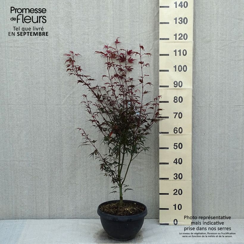 Amostra de Ácer-do-japão Shaina - Acer palmatum Vaso de 6 L/7 L tal como entregue no verão