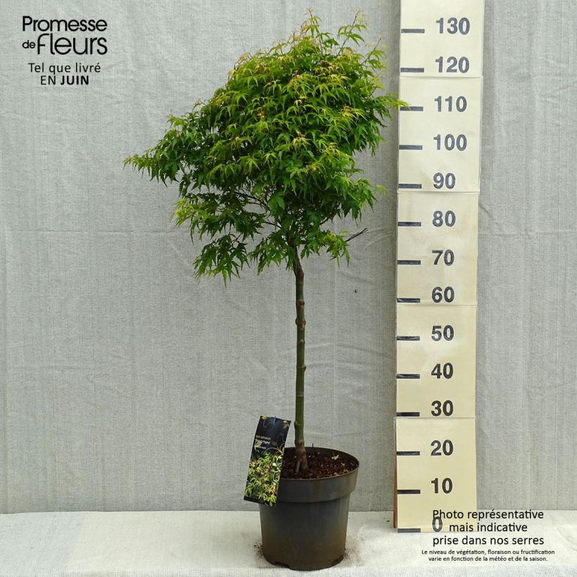 Amostra de Erable du Japon - Acer palmatum Sharp's Pygmy Vaso de 7,5 L/10 L tal como entregue na primavera