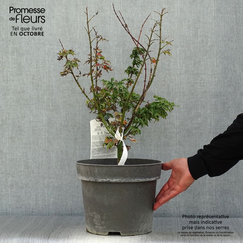 Amostra de Ácer-do-japão Shishigashira - Acer palmatum Vaso de 7,5 L/10 L tal como entregue no outono