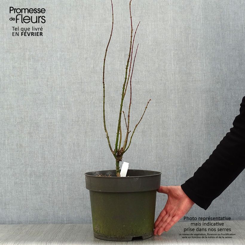 Amostra de Érable du Japon - Acer palmatum Shishigashira Vaso de 7,5 L/10 L tal como entregue no inverno