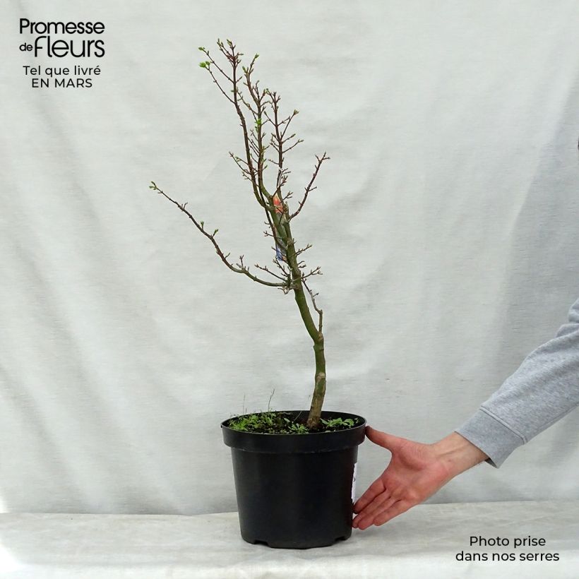 Amostra de Ácer-do-japão Shishigashira - Acer palmatum Vaso de 7,5 L/10 L tal como entregue na primavera